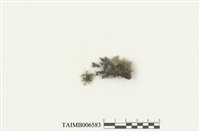 藏品(南亞孔雀苔)的圖片